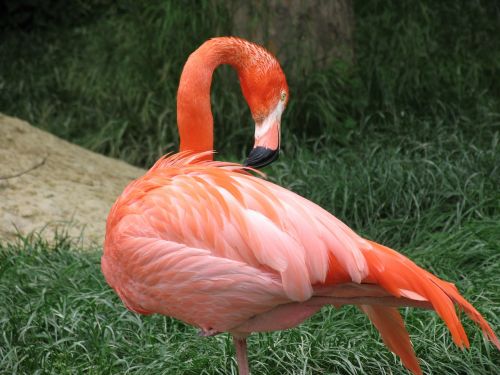 Flamingo, Paukštis, Gyvūnas, Zoologijos Sodas, Tiergarten, Pieva