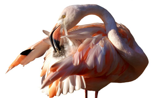 Flamingo, Paukštis, Spalvinga, Tierpark Hellabrunn, Munich, Pasėlių Auginimas, Išimtis, Iškirpti