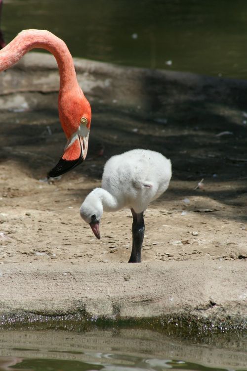 Flamingo, Jaunas, Motina, Kūdikis, Rožinis, Nestling, Gyvūnai, Paukščiai, Mažai, Naujagimis, Mažas
