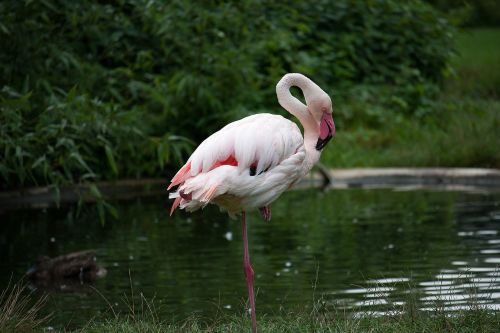 Flamingo, Gyvūnas, Vandens Paukštis, Rožinis, Zoologijos Sodas