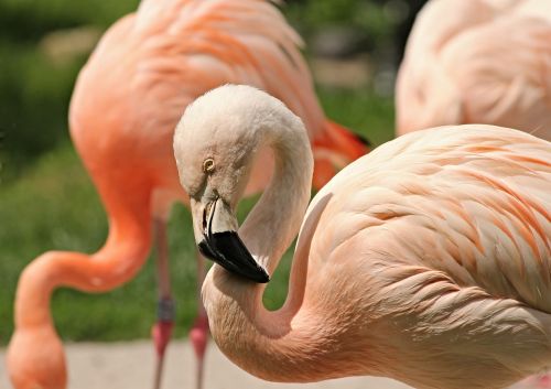 Flamingo, Rožinis, Rožinis Flamingas, Phoenicopteridae, Vandens Paukštis, Paukštis, Plumėjimas, Plunksna, Gamta, Zoologijos Sodas, Romantiškas, Egzotinė Paukštis, Iš Arti, Oranžinė, Egzotiškas, Sąskaitą, Flamingo Plunksnos, Exot, Pavasario Suknelė, Gyvūnas, Vanduo, Kaklas, Atogrąžų, Landau, Pajamos