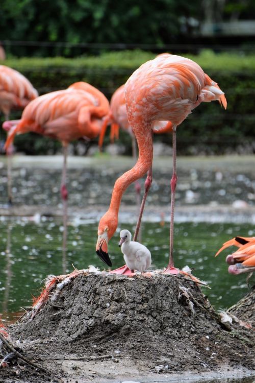 Flamingo, Gyvūnas, Rožinis Flamingas, Rožinis, Vandens Paukštis, Paukštis, Gamta, Sąskaitą, Padaras, Vanduo, Plunksna, Sparnas, Didelis Snapas, Nemokamai, Pavasario Suknelė, Zoologijos Sodas, Didelis