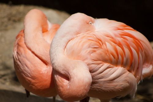 Flamingo, Rožinis, Paukštis, Atogrąžų, Laukinė Gamta, Zoologijos Sodas