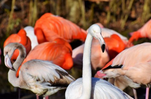 Flamingo, Baltas Flamingas, Paukštis, Rožinis, Sąskaitą, Plumėjimas, Plunksna, Paukščiai, Gyvūnas, Vandens Paukštis, Egzotinė Paukštis, Didelis, Pavasario Suknelė, Vanduo, Zoologijos Sodas, Tiergarten, Hellabrunn