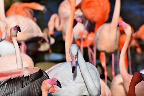 Flamingo,  Baltas Flamingas,  Paukštis,  Rožinis,  Sąskaitą,  Plumėjimas,  Plunksna,  Paukščiai,  Gyvūnas,  Vandens Paukštis,  Egzotinė Paukštis,  Didelis,  Pavasario Suknelė,  Vanduo,  Zoologijos Sodas,  Tiergarten,  Be Honoraro Mokesčio