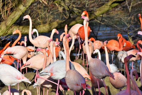 Flamingo,  Baltas Flamingas,  Paukštis,  Rožinis,  Sąskaitą,  Plumėjimas,  Plunksna,  Paukščiai,  Gyvūnas,  Vandens Paukštis,  Egzotinė Paukštis,  Didelis,  Pavasario Suknelė,  Vanduo,  Zoologijos Sodas,  Tiergarten,  Be Honoraro Mokesčio