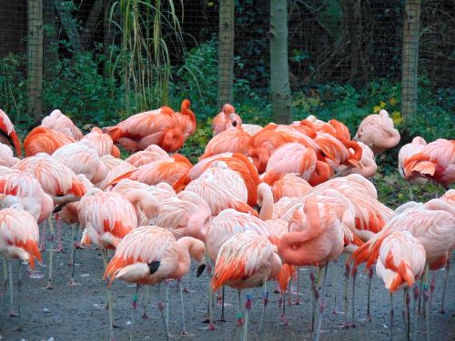 Flamingo,  Paukštis,  Gamta,  Prague Zoo,  Be Honoraro Mokesčio