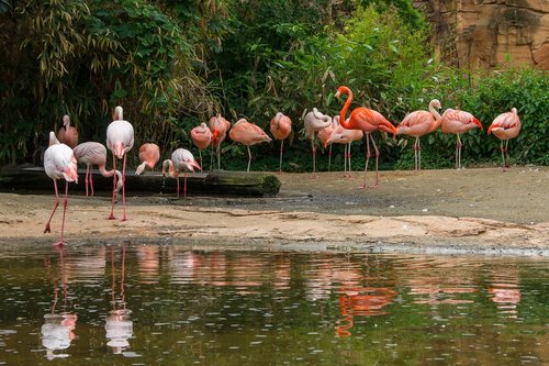 Flamingo,  Paukštis,  Pobūdį,  Vandenys,  Tropical,  Zoo,  Hanoveris