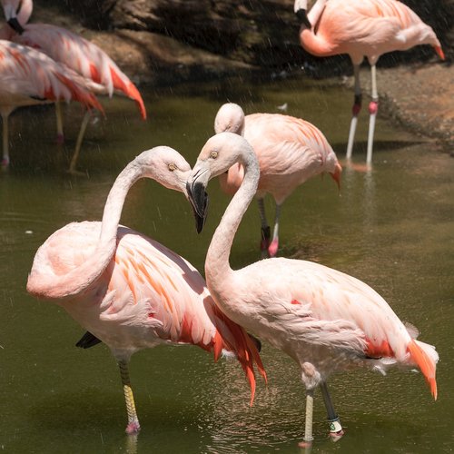Flamingo,  Paukštis,  Gyvūnas,  Gyvūnijos,  Kaklo,  Meilė,  Spalvinga,  Elegantiškas,  Žavinga,  Saldus,  Rožinis,  Grožis