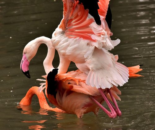 Flamingo,  Paukštis,  Pora,  Vandens,  Spalvinga,  Plunksna,  Pasididžiavimas,  Tierpark Hellabrunn