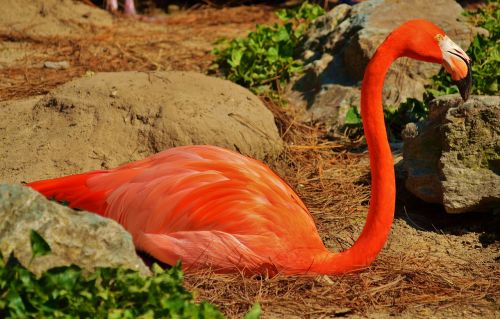 Flamingo, Paukštis, Laukinė Gamta, Rožinis, Zoologijos Sodas, Gyvūnai, Gamta, Plunksnos