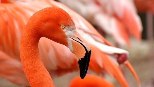 Flamingo,  Paukštis,  Spalvinga,  Plunksna,  Pasididžiavimas,  Tierpark Hellabrunn