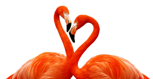 Flamingo,  Paukštis,  Meilė,  Širdies,  Gyvūnijos,  Gyvūnas,  Plunksna,  Rojus,  Snapas,  Sparnas