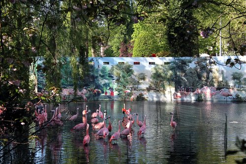 Flamingo,  Flamingai,  Flamingas,  Rožinis,  Paukštis,  Vandens,  Medis,  Upė,  Pobūdį,  Ežeras,  Gyvūnas,  Artis,  Zoo,  Amsterdam Zoo,  Gyvūnijos