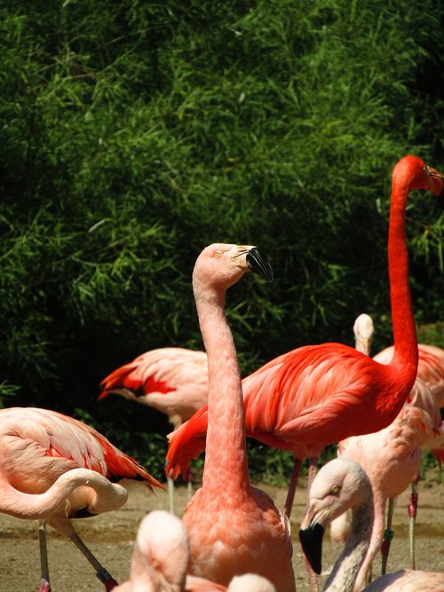 Flamingo,  Rožinis,  Rožinės Flamingo,  Egzotiškas,  Vanduo Paukštis,  Plunksna,  Flamingai,  Paukščiai,  Zoologijos Sodas