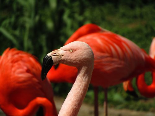 Flamingo,  Rožinis,  Rožinės Flamingo,  Egzotiškas,  Vanduo Paukštis,  Plunksna,  Flamingai,  Paukščiai,  Zoo,  Snapas
