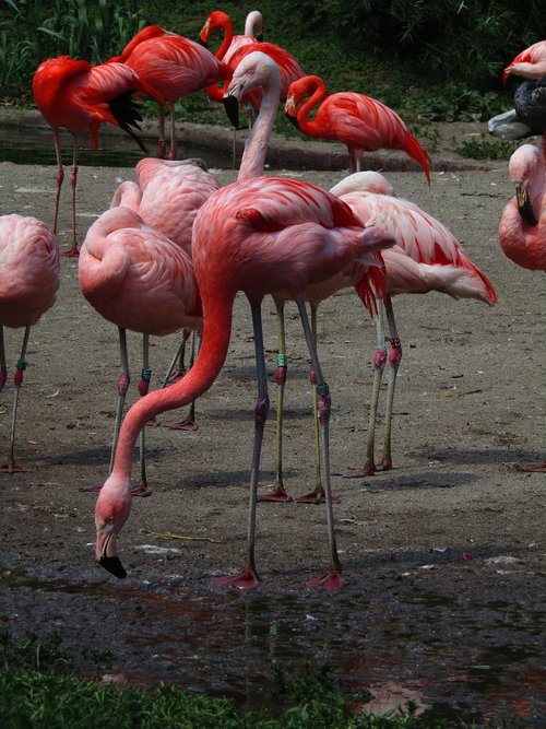 Flamingo,  Rožinis,  Rožinės Flamingo,  Egzotiškas,  Vanduo Paukštis,  Plunksna,  Flamingai,  Paukščiai,  Zoo,  Snapas