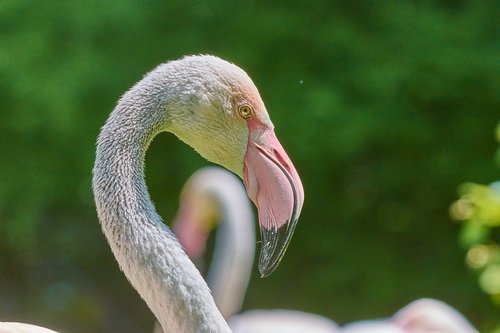 Flamingo,  Paukštis,  Rožinės Flamingo,  Pobūdį,  Zoo,  Vanduo Paukštis,  Plunksnos,  Rožinis,  Paukščiai,  Plunksna,  Bill,  Akis