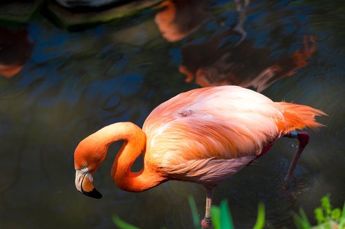 Flamingo,  Rožinis,  Zoo,  Paukštis,  Tropical,  Gyvūnas,  Plunksnų