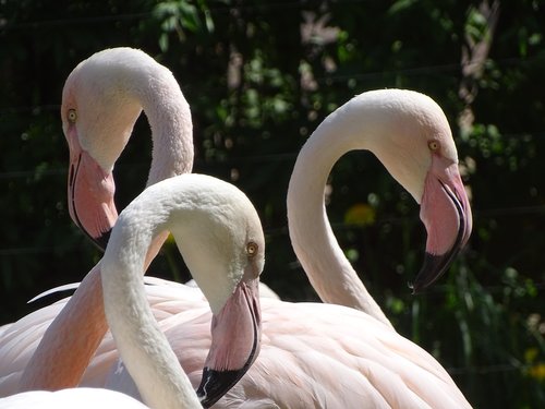 Flamingo,  Rožinis,  Paukštis,  Vanduo Paukštis,  Flamingo Rožinė,  Zoologijos Sodas