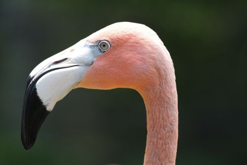 Flamingo, Atogrąžų, Spalva, Rožinis, Paukštis, Gamta, Rožinis Flamingas