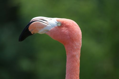 Flamingo, Atogrąžų, Spalva, Rožinis, Paukštis, Gamta, Rožinis Flamingas