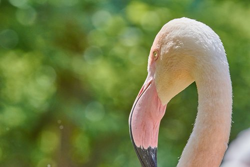 Flamingo,  Rožinis,  Paukštis,  Rožinės Flamingo,  Plunksnos,  Vanduo Paukštis,  Bill,  Egzotiškas Paukštis,  Flamingo Vadovas