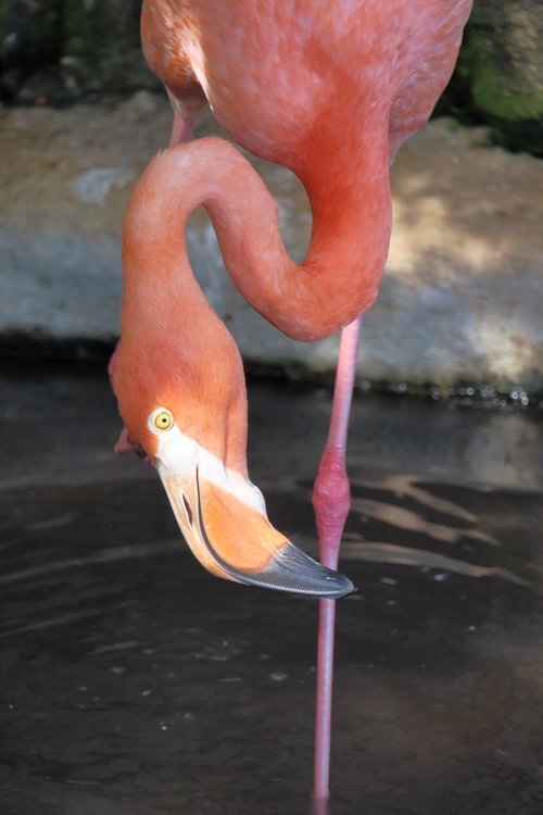 Flamingo,  Bill,  Rožinės Flamingo,  Vanduo Paukštis,  Plunksnos,  Gyvūnas,  Plunksna,  Stovėti,  Galva,  Paukščiai,  Didelis Snapas