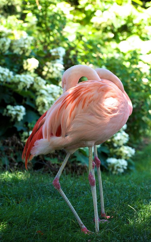 Flamingo,  Rožinis,  Paukštis,  Gyvūnas,  Plunksnos,  Flamingai,  Plunksna
