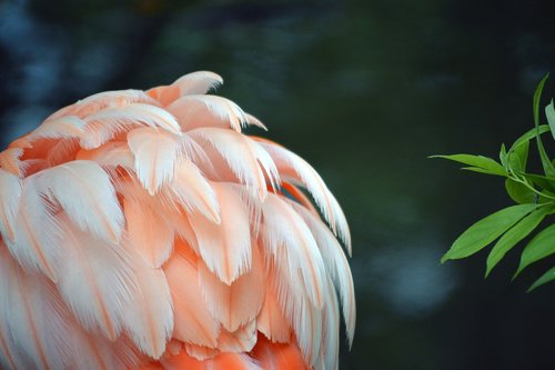 Flamingo,  Plunksna,  Rožinis,  Baltos Spalvos,  Susiėmę,  Paukštis,  Spalvinga,  Natūralus,  Buveinių,  Gyvūnijos,  Gyvūnas,  Augalas