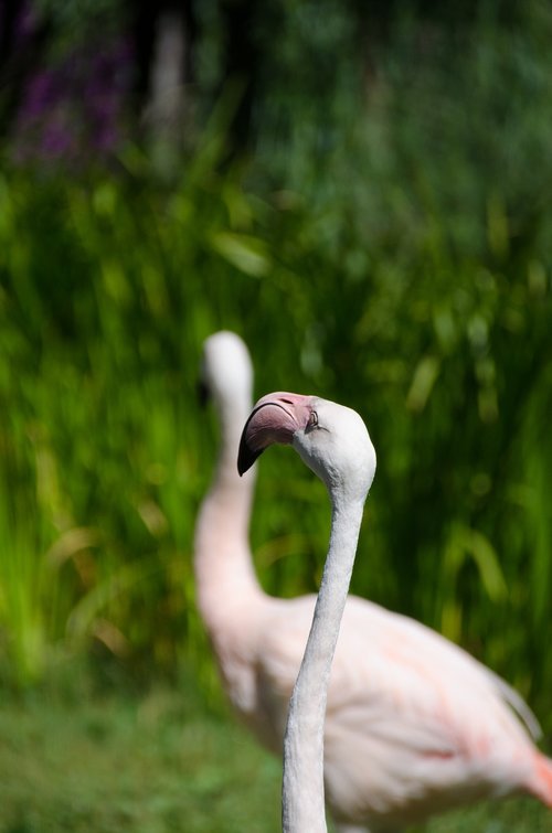 Flamingo,  Zoo,  Paukštis,  Pobūdį,  Rožinis,  Gyvūnas,  Plunksnos,  Vanduo Paukštis,  Paukščiai,  Plunksna,  Egzotiškas