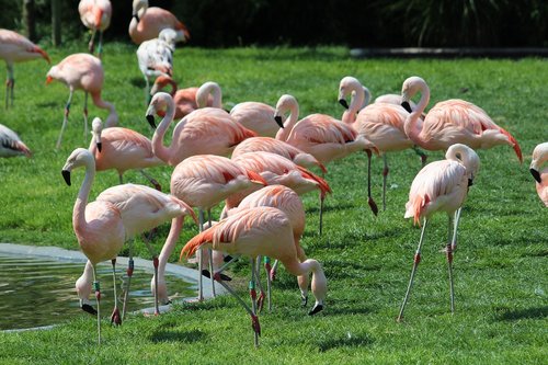 Flamingo,  Zoo,  Planckendael,  Vandens Paukščiai,  Snapas