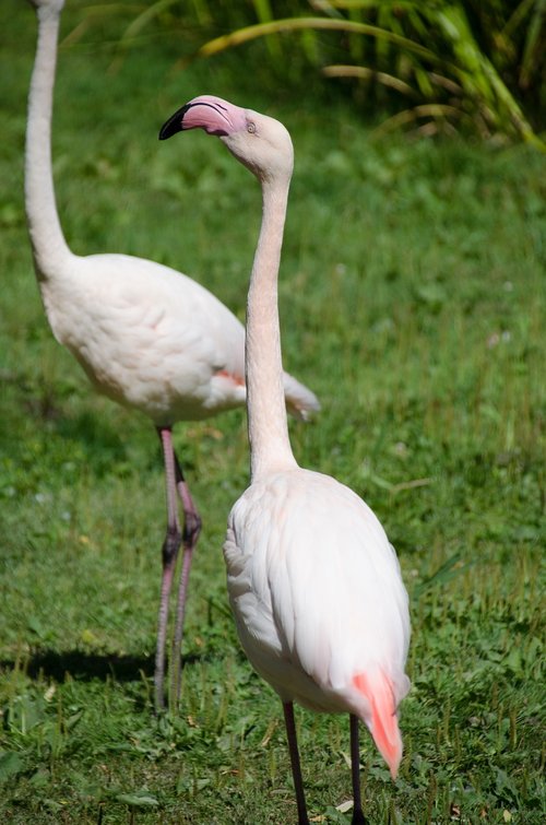 Flamingo,  Rožinė,  Zoo,  Paukštis,  Gyvūnų,  Plunksnos,  Bill,  Gyvūnijos Pasaulyje,  Plunksnų,  Laukinių,  Mielas,  Farbenpracht