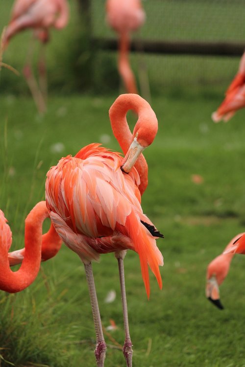 Flamingo,  Paukštis,  Plunksna,  Spalvinga,  Gyvūnas,  Plunksnų,  Rožinis,  Raudona,  Sparnai,  Snapas