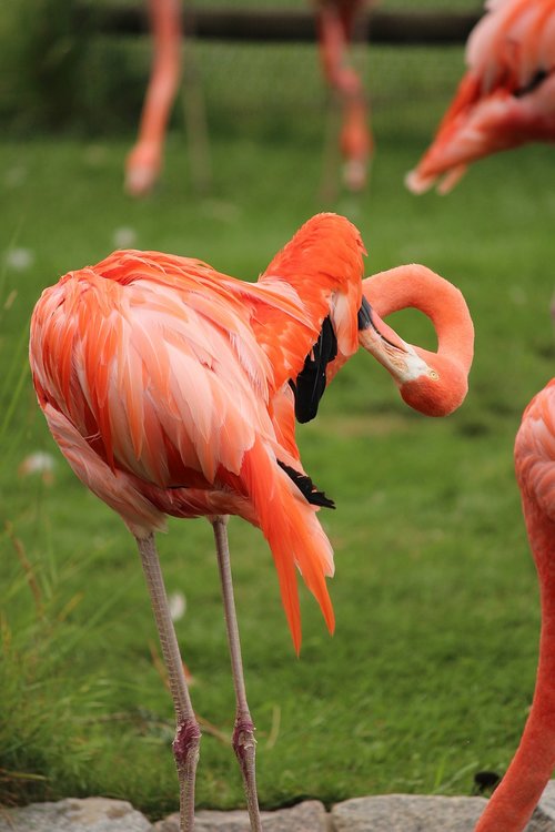 Flamingo,  Paukštis,  Plunksna,  Snapas,  Sparnai,  Gyvūnas,  Plunksnų,  Rožinis,  Raudonas