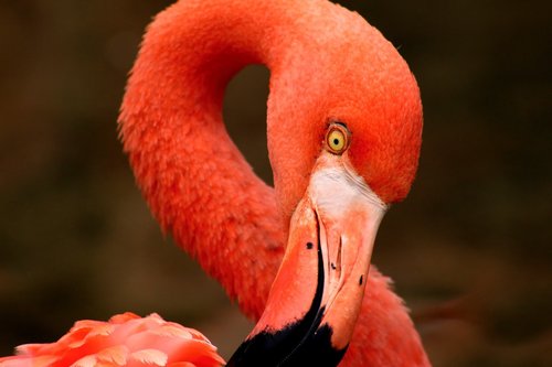 Flamingo,  Rožinis,  Oranžinė,  Paukštis,  Kaklo,  Plunksna,  Gamta