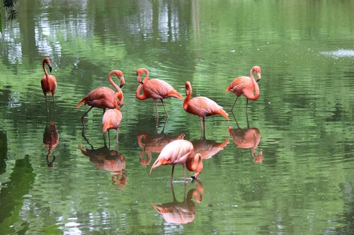 Flamingo,  Spalvinga,  Gyvūnas,  Gyvūnijos,  Paukščių,  Rožinis,  Paukščiai,  Vandens,  Atspindys,  Gamta