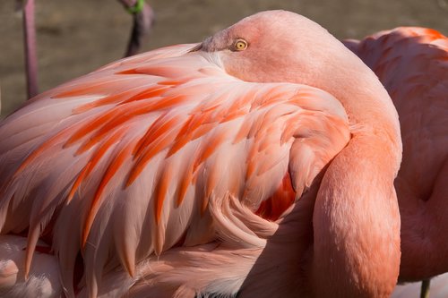 Flamingo,  Zoo,  Hanoveris