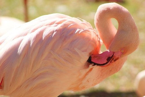 Flamingo,  Plunksna,  Spalvinga,  Plunksnos,  Paukštis,  Snapas,  Paukščių