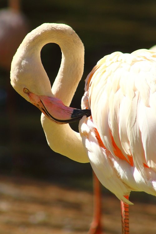 Flamingo,  Gražus,  Plunksna,  Gyvūnijos,  Egzotiškas,  Pobūdį,  Laukinių,  Plunksnų