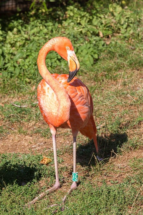 Flamingo,  Paukštis,  Rožinis,  Bill,  Raudona,  Zoologijos Sodas