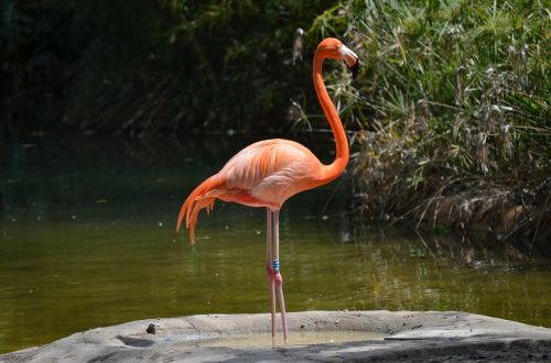 Flamingo, Vanduo, Vandens Paukštis, Rožinis