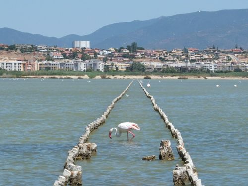 Flamingo, Fiziologinis Tirpalas, Quartu Santelena, Sardinija, Vanduo