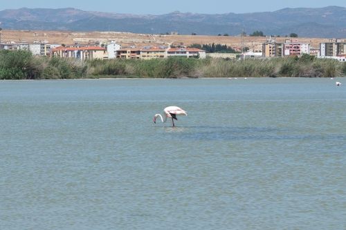 Flamingo, Fiziologinis Tirpalas, Quartu Santelena, Sardinija, Vanduo