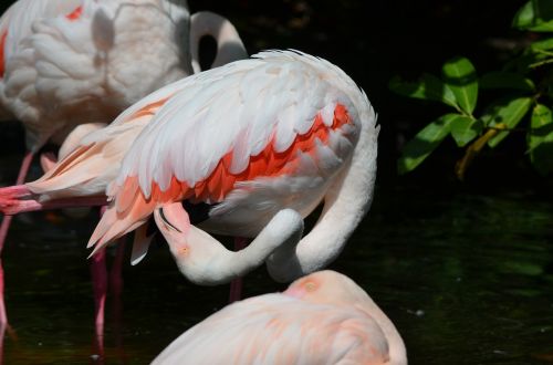 Flamingo, Paukštis, Plumėjimas, Plunksna, Vandens Paukštis, Rožinis