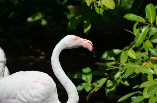 Flamingo, Paukštis, Vandens Paukštis, Plunksna, Rožinis