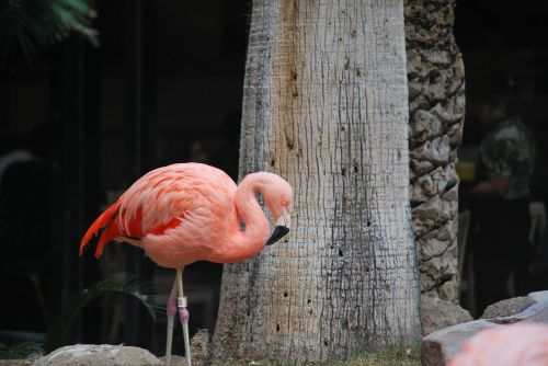 Flamingo, Rožinis, Paukštis, Egzotiškas, Laukinė Gamta, Atogrąžų