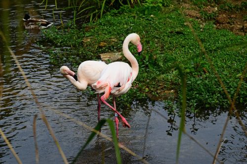 Flamingo, Rožinis, Paukštis, Wader, Pora, Vanduo, Ilgos Kojos, Ilgas Snapas, Atogrąžų, Laukiniai, Išsamiai