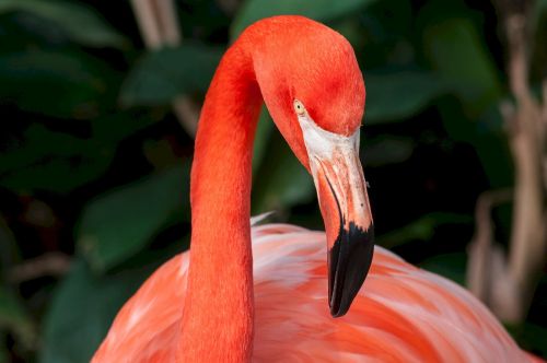 Flamingo, Rožinis, Galva, Zoologijos Sodas, Gyvūnas, Paukštis, Kaklas, Snapas, Egzotiškas, Plunksna, Spalvinga, Phoenicopterus Ruber, Portretas, Tropinis