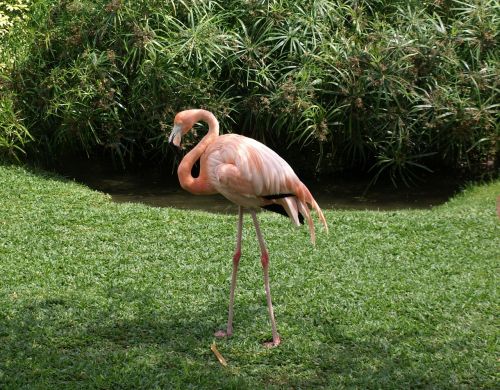 Flamingo, Gamta, Paukštis, Gyvūnas